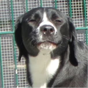 Sira, female young Mixed Breed for adoption at Tierschutzverein SOM e.V. (Tierheim Pfaffengrün)