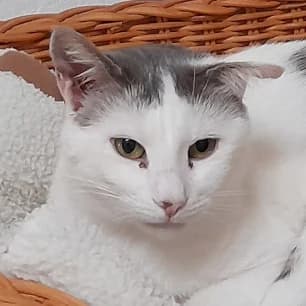 Lucas, male 3yo Mixed Breed for adoption at Tierschutzverein SOM e.V. (Tierheim Pfaffengrün)