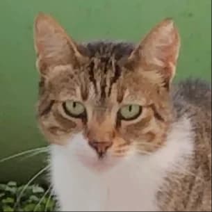 Annika, female 3yo Mixed Breed for adoption at Tierschutzverein SOM e.V. (Tierheim Pfaffengrün)