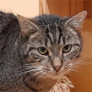 Katjes, male 5yo Mixed Breed for adoption at Tierschutzverein SOM e.V. (Tierheim Pfaffengrün)