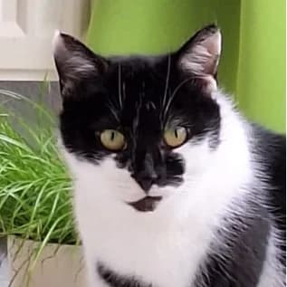 Mia, female 3yo Mixed Breed for adoption at Tierschutzverein SOM e.V. (Tierheim Pfaffengrün)