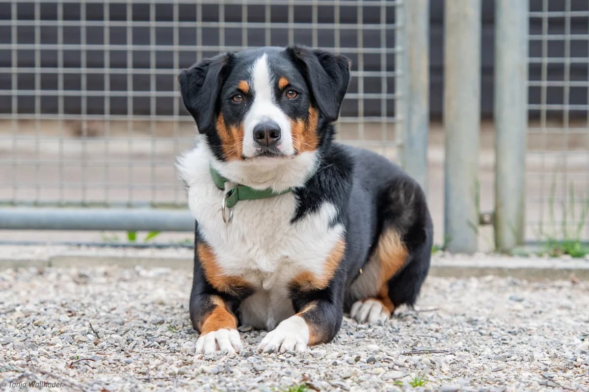 Monty – unser Vergessener, male 4yo mixed breed for adoption at Tierheim Starnberg, Starnberg