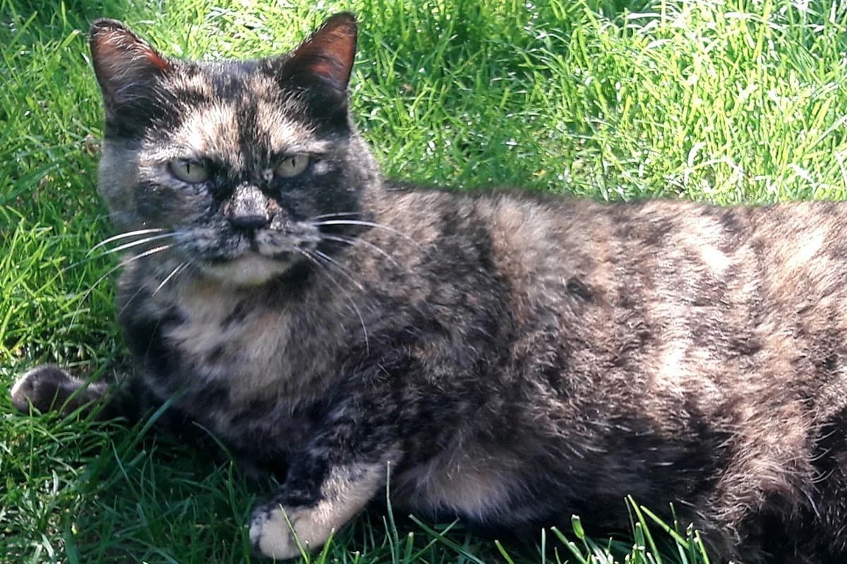Cookie, Mixed Breed for adoption at Tierschutzverein Starnberg u. Umgebung e.V.