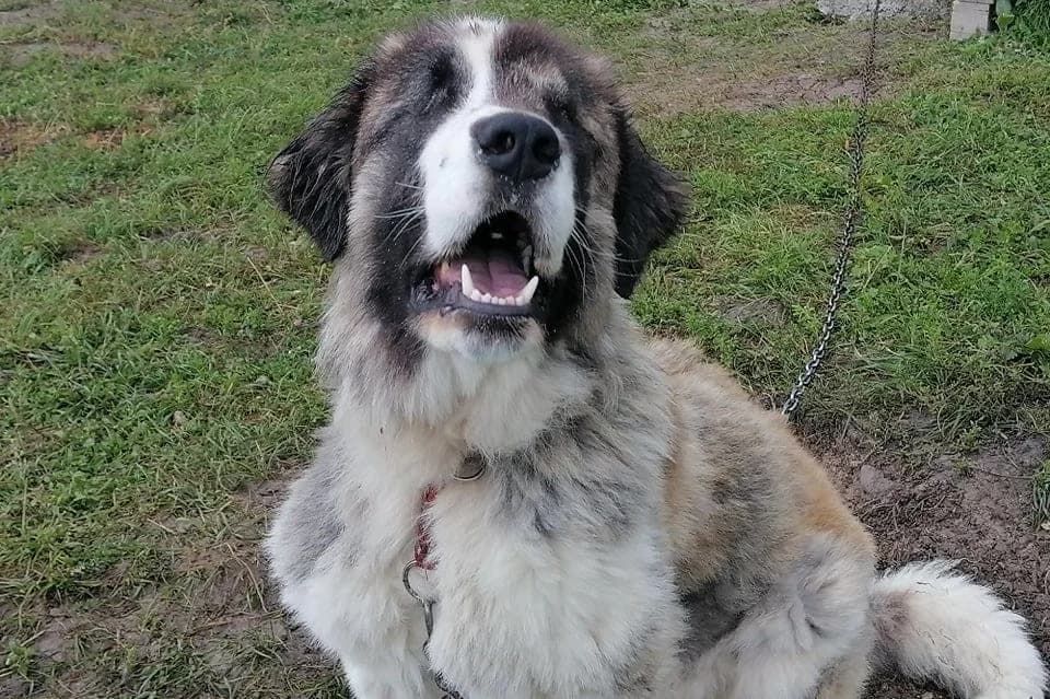 Sljepko, male mixed breed for adoption at Tierschutzverein Starnberg u. Umgebung e.V.
