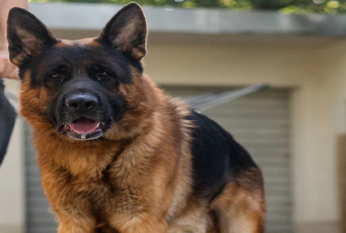 Falco, 3yo German Shepherd for adoption at Tierheim Starnberg, Starnberg