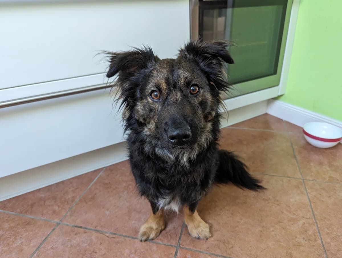 Rudi, male young German Shepherd for adoption at Tierheim Starnberg, Starnberg