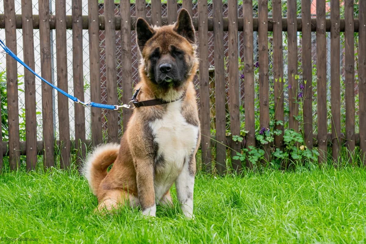 Teddy, Mixed Breed for adoption at Tierschutzverein Starnberg u. Umgebung e.V.