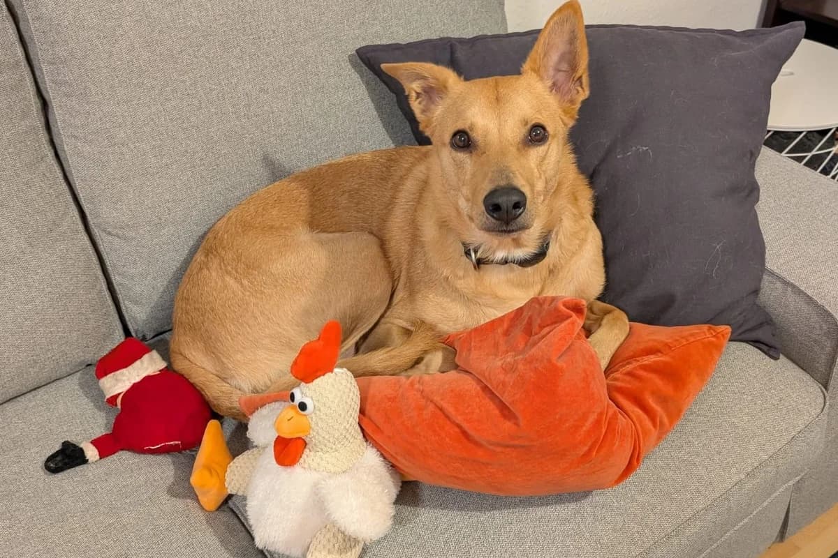 Louie, male 4yo Saluki for adoption at Tierheim Starnberg, Starnberg