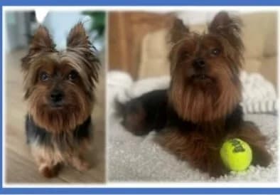Charlie, male Yorkshire Terrier for adoption at Tierschutzverein Starnberg u. Umgebung e.V.