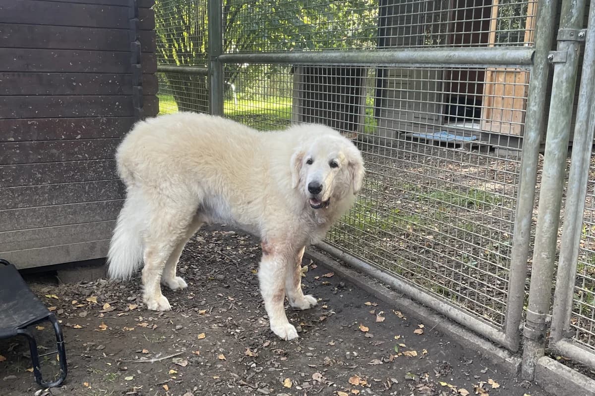 Kato, Mixed Breed for adoption at Tierschutzverein Starnberg u. Umgebung e.V.