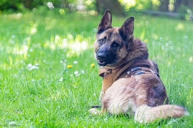 Ares, male young German Shepherd for adoption at Tierheim Starnberg, Starnberg