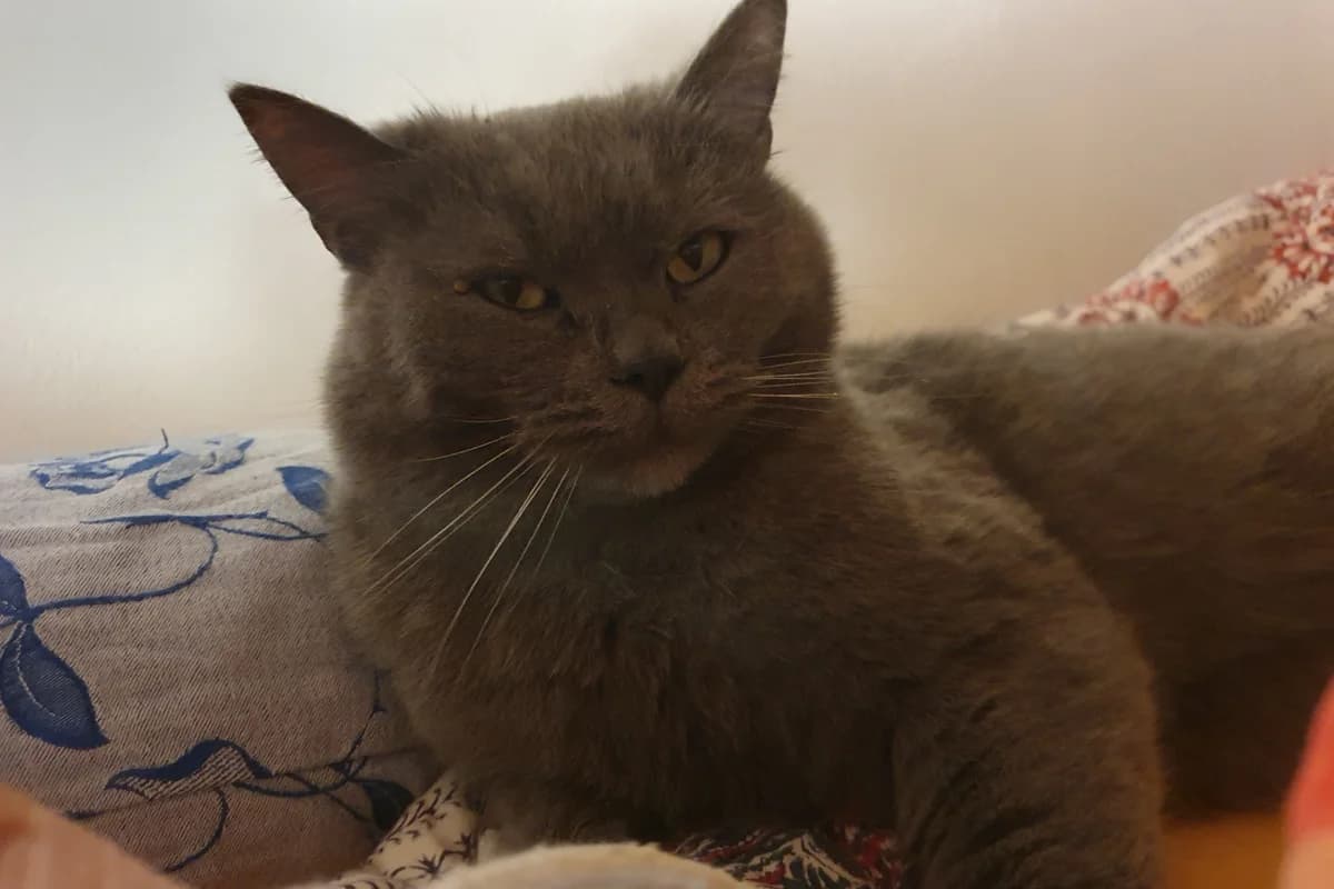 Kater Balu, senior Mixed Breed for adoption at Tierheim Starnberg, Starnberg