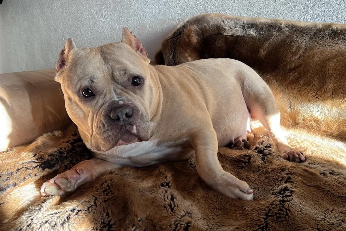 Luna, female 6yo Mixed Breed for adoption at Tierheim Starnberg, Starnberg