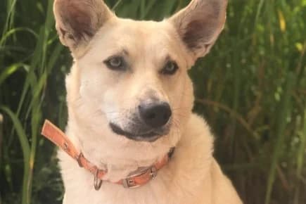 Kaya, female German Shepherd for adoption at Tierheim Starnberg, Starnberg