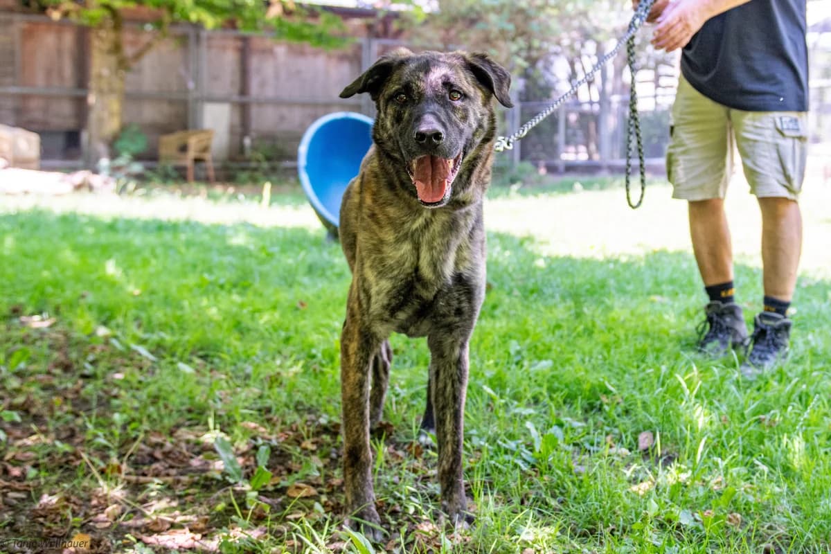 Thabo – Probewohnen, male Mixed Breed for adoption at Tierheim Starnberg, Starnberg
