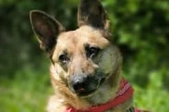 Ronja, female senior Mixed Breed for adoption at Tierheim Starnberg, Starnberg
