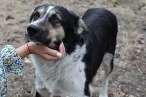 Bublyk, 4yo Mixed Breed for adoption at Tierheim Starnberg, Starnberg