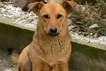 Rada, female young Mixed Breed for adoption at Tierheim Starnberg, Starnberg