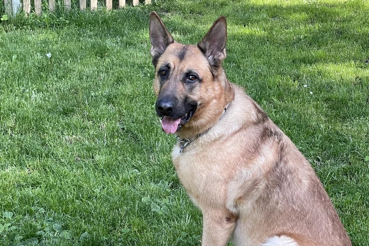 Teddy, male 7yo German Shepherd for adoption at Tierheim Starnberg, Starnberg