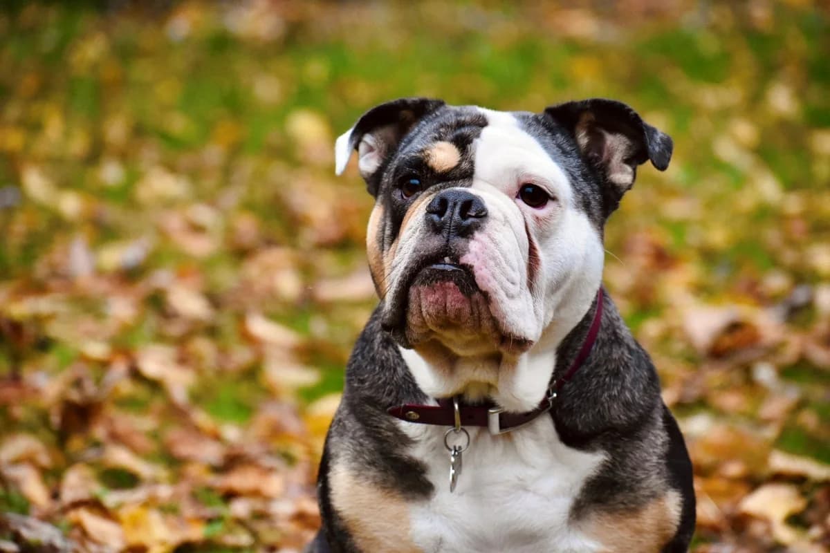 Ruby, female 5yo English Bulldog for adoption at Tierheim Starnberg, Starnberg