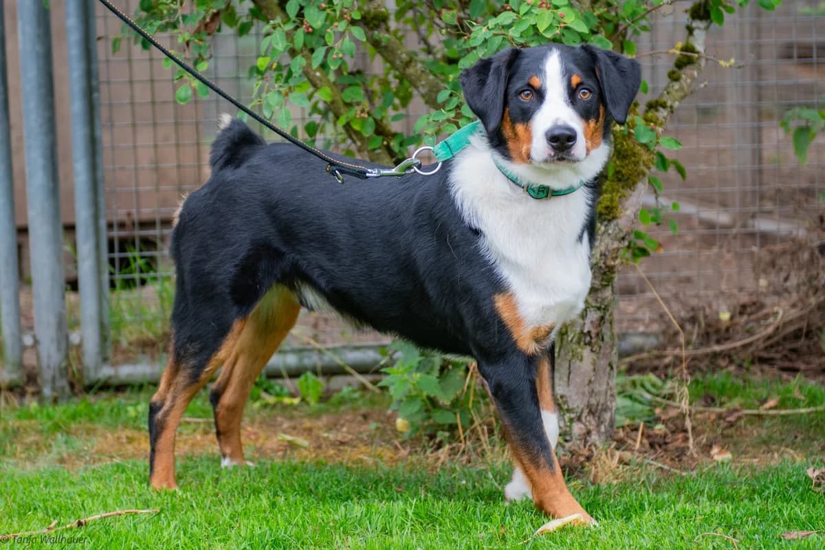 Monty, Mixed Breed for adoption at Tierschutzverein Starnberg u. Umgebung e.V.