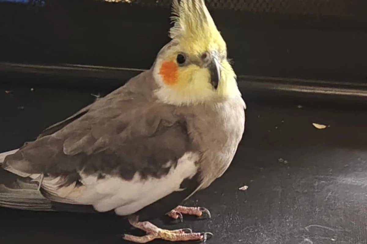 Fund Nymphensittich in Wessling am 20.03.2026, male Mixed Breed for adoption at Tierschutzverein Starnberg u. Umgebung e.V.