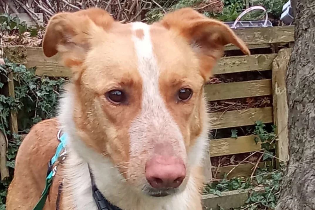 Calippo, male 3yo mixed breed for adoption at Tierheim Starnberg, Starnberg