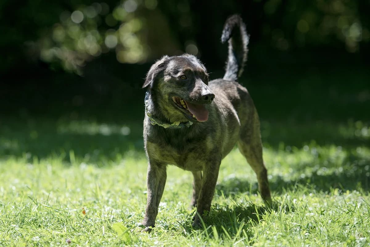 Apollo, Mixed Breed for adoption at Tierschutzverein Starnberg u. Umgebung e.V.