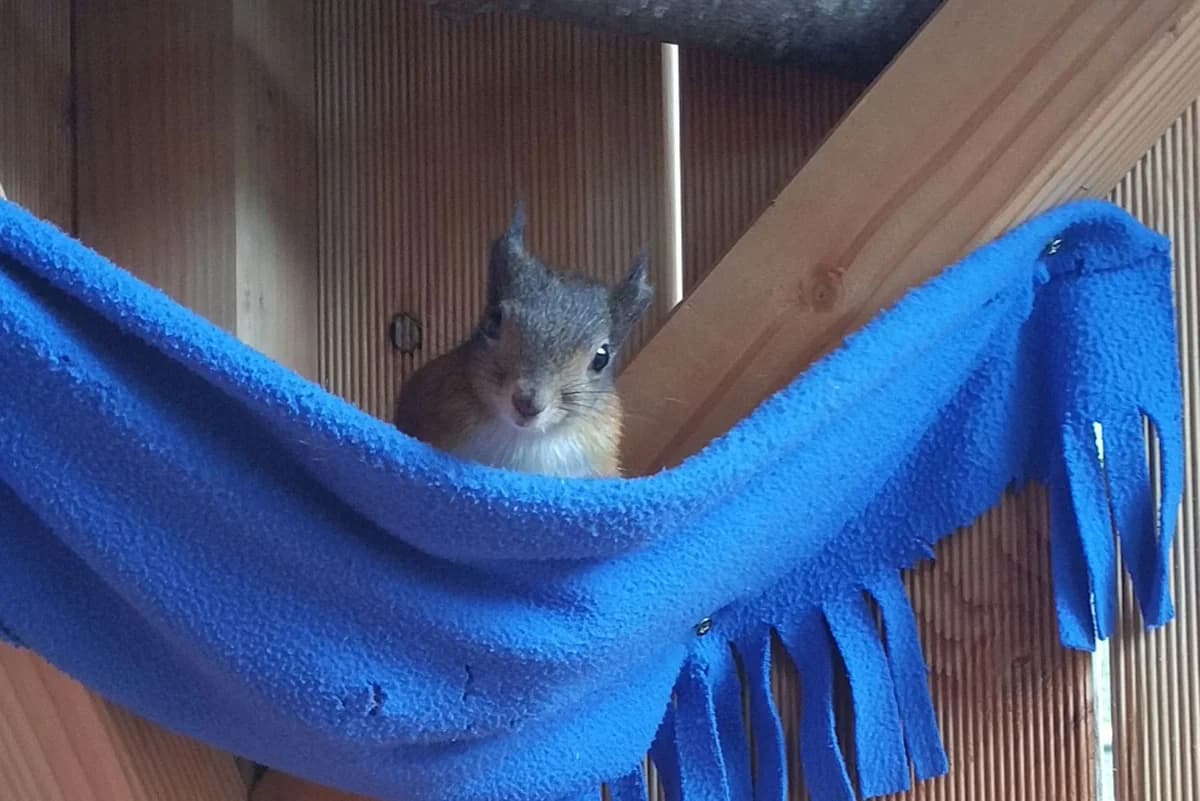 Eichhörnchen, Mixed Breed for adoption at Tierschutzverein Starnberg u. Umgebung e.V.