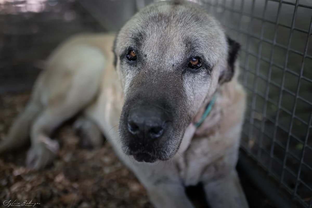 Simba, male Mixed Breed for adoption at Tierschutzverein Starnberg u. Umgebung e.V.