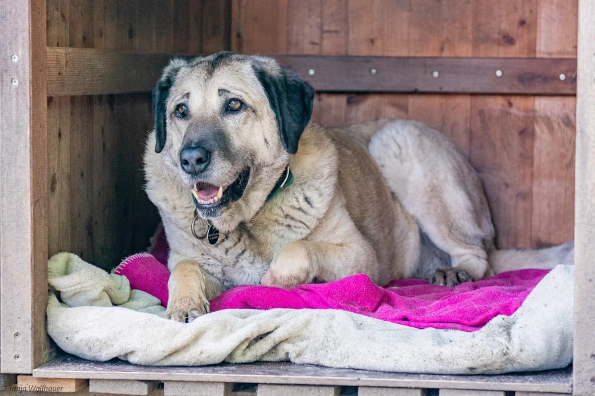 Sina, Mixed Breed for adoption at Tierschutzverein Starnberg u. Umgebung e.V.