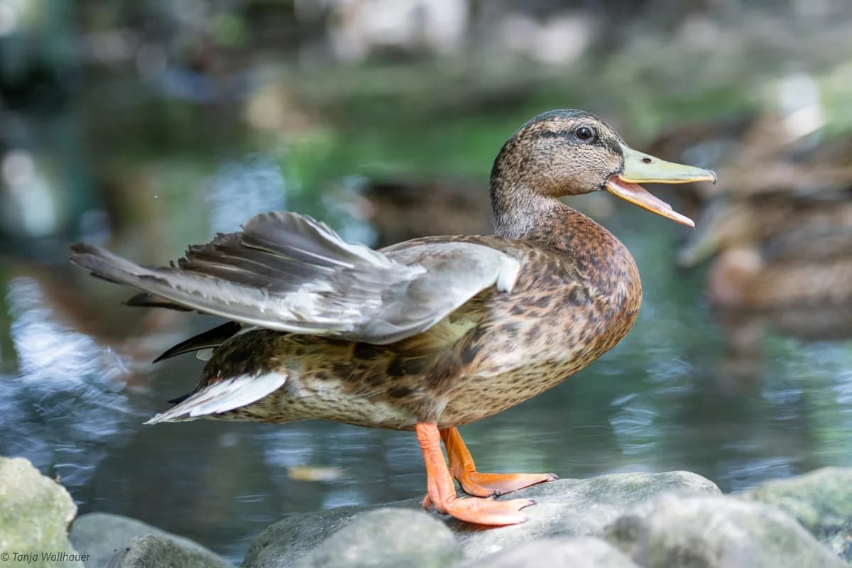 Enten, Mixed Breed for adoption at Tierschutzverein Starnberg u. Umgebung e.V.