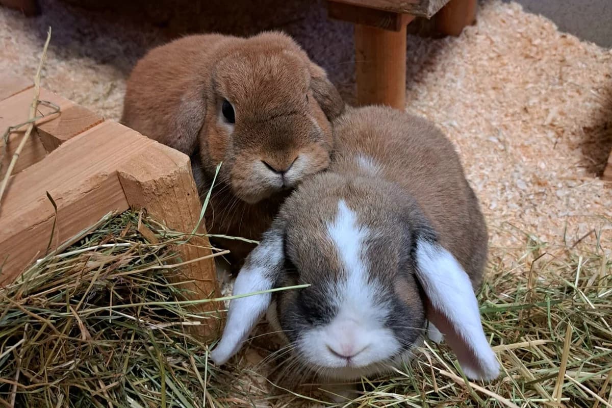 Kaninchen, braun young mixed breed for adoption at Tierheim Starnberg, Starnberg