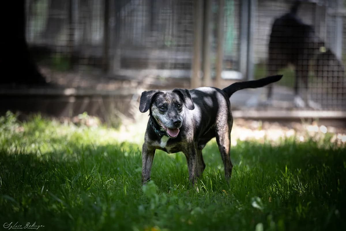 Barney, Mixed Breed for adoption at Tierschutzverein Starnberg u. Umgebung e.V.