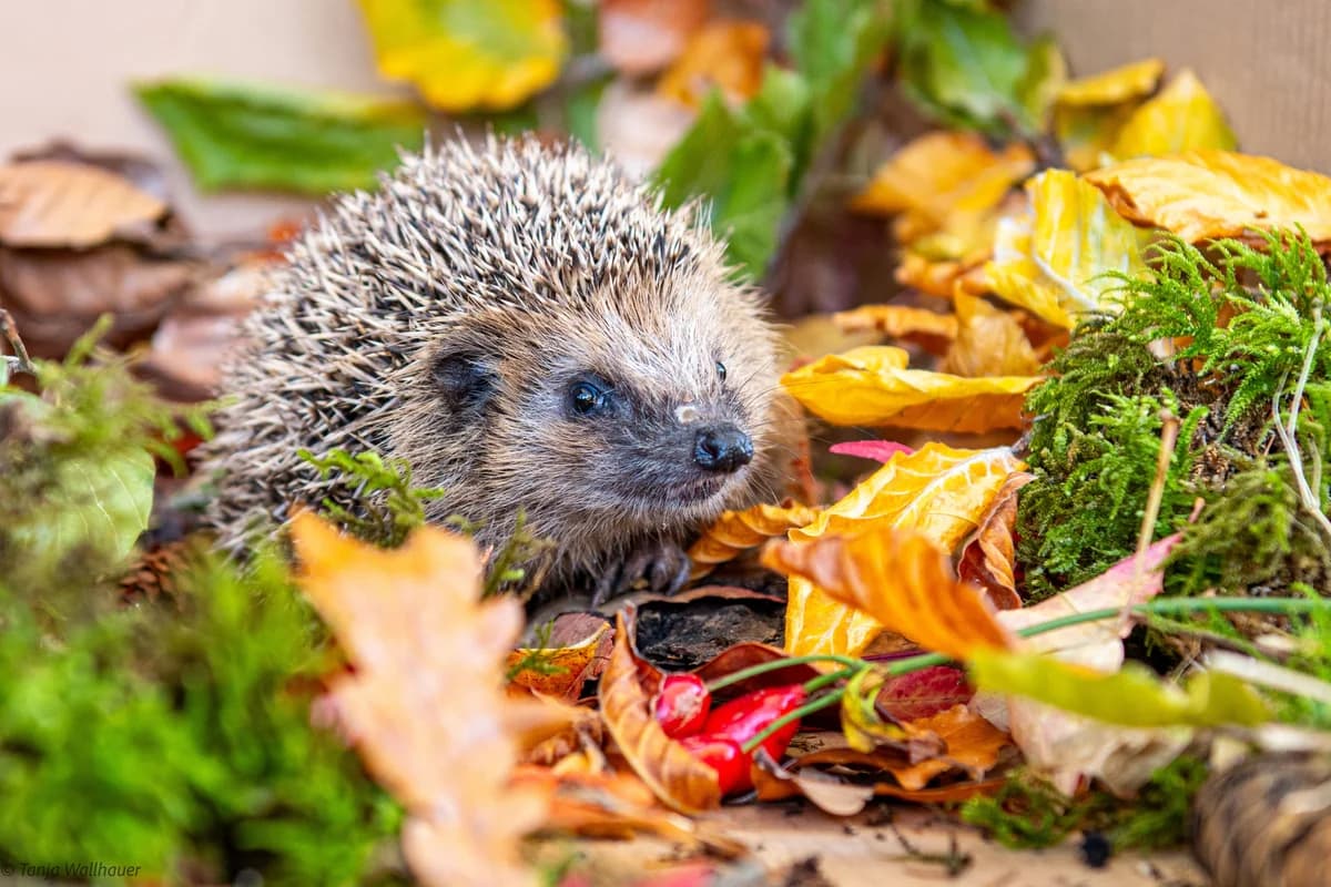 Igel, Mixed Breed for adoption at Tierschutzverein Starnberg u. Umgebung e.V.