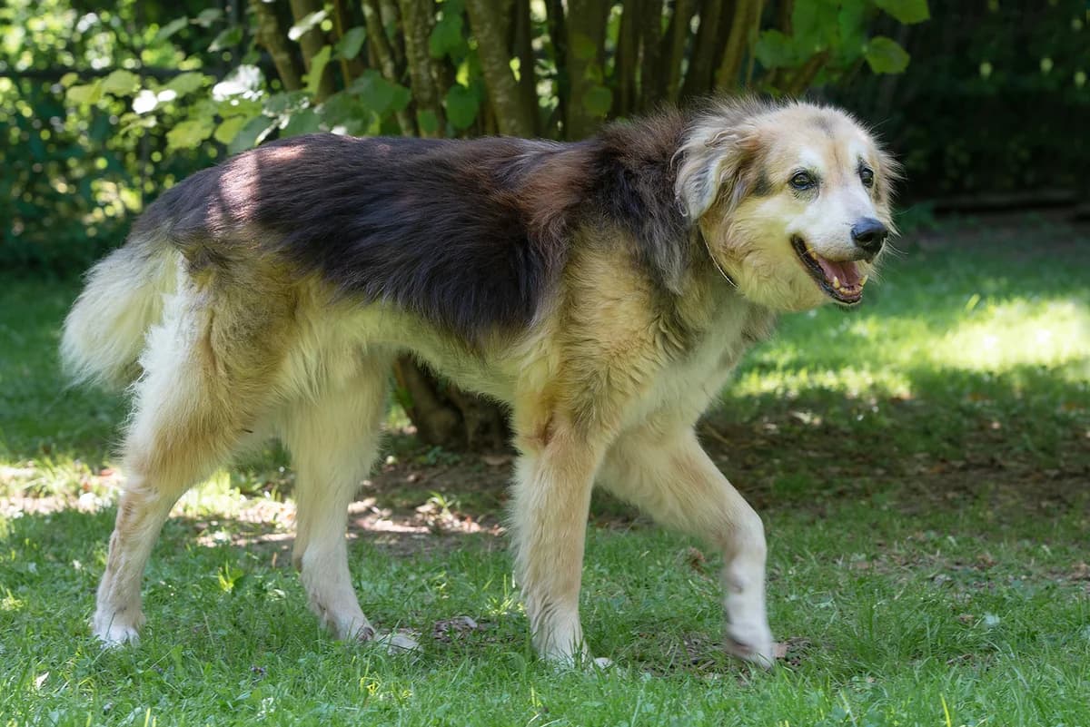 Rocky, Mixed Breed for adoption at Tierschutzverein Starnberg u. Umgebung e.V.