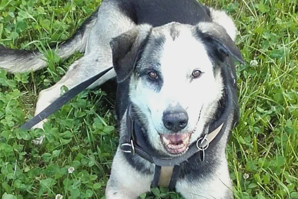 Eddie, Mixed Breed for adoption at Tierschutzverein Starnberg u. Umgebung e.V.