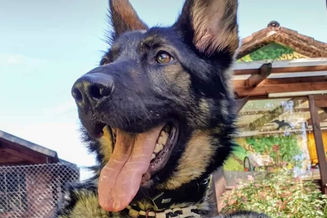 Ragna, 6yo Mixed Breed for adoption at Tierheim Starnberg, Starnberg