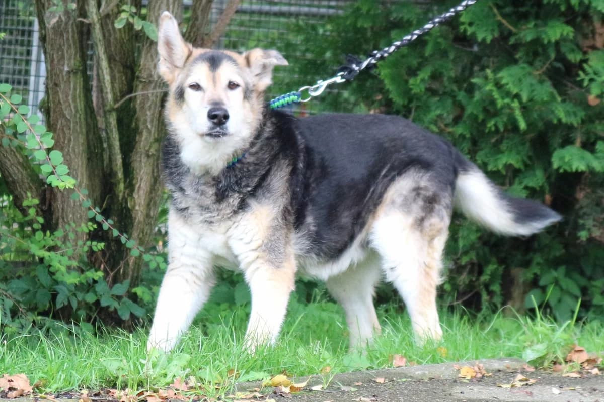 Columbo, senior Mixed Breed for adoption at Tierheim Starnberg, Starnberg