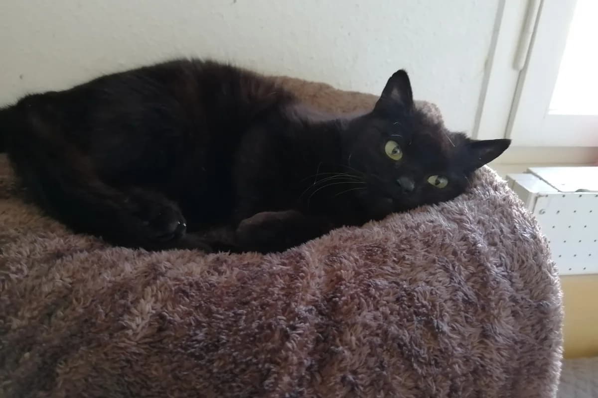 Findus, male Mixed Breed for adoption at Tierschutzverein Starnberg u. Umgebung e.V.