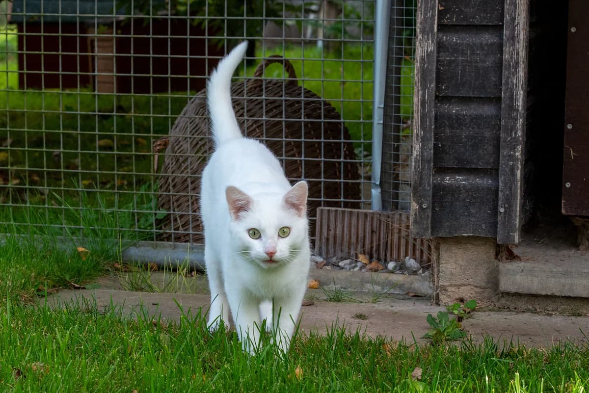 Sisa, Mixed Breed for adoption at Tierschutzverein Starnberg u. Umgebung e.V.