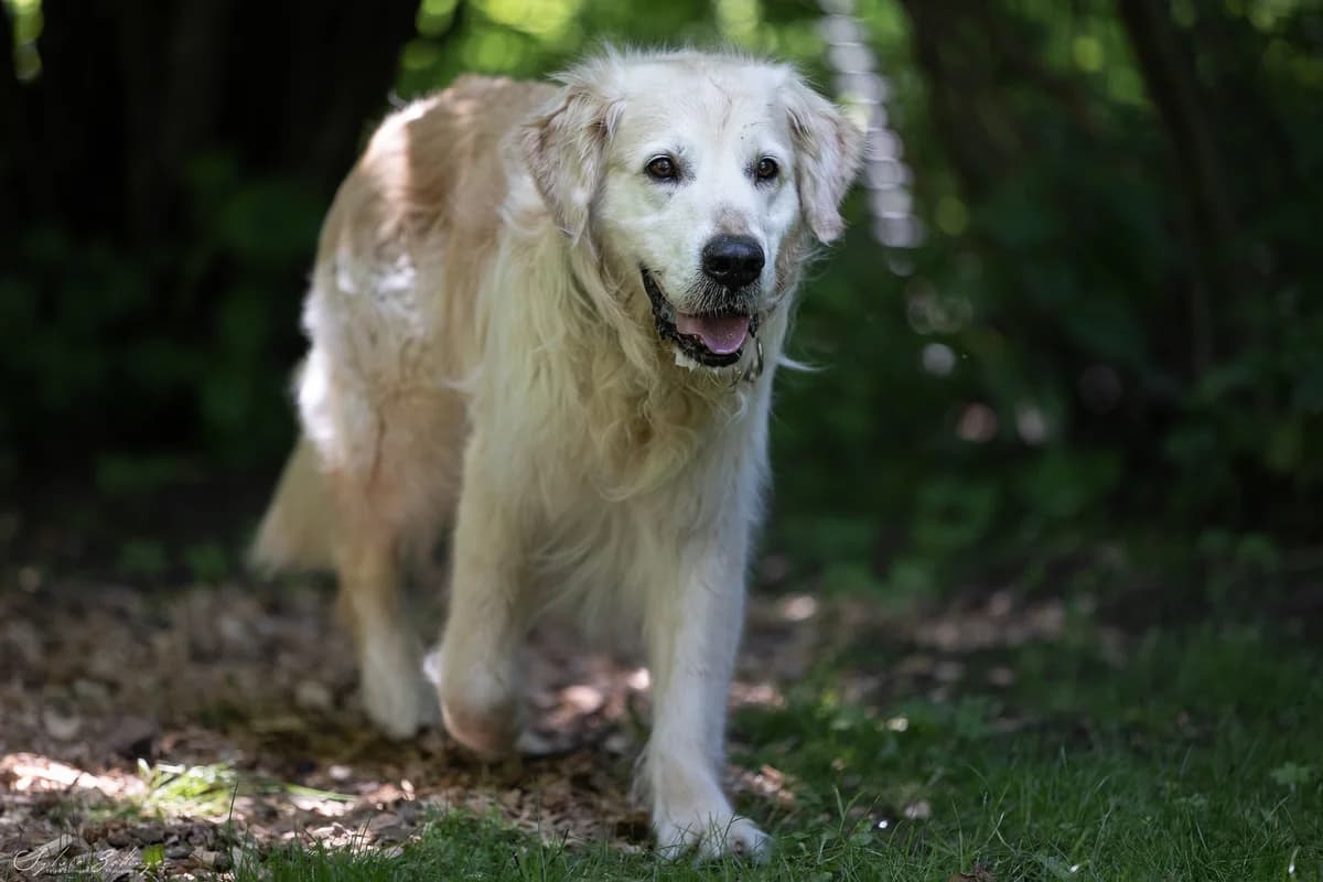 Sunny, Mixed Breed for adoption at Tierschutzverein Starnberg u. Umgebung e.V.