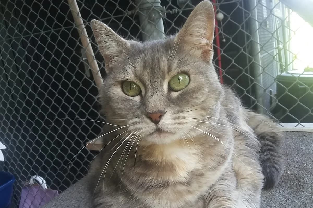 Emely, Mixed Breed for adoption at Tierschutzverein Starnberg u. Umgebung e.V.