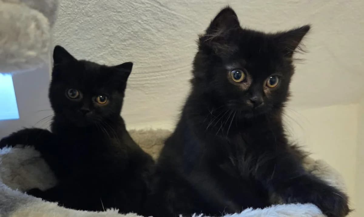 Tier 3, mixed breed for adoption at Tierschutzverein Sulz und Umgebung
