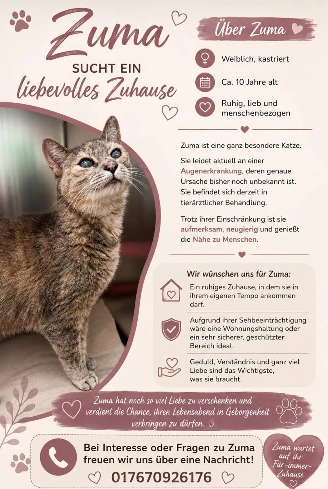 Tier 6, Mixed Breed for adoption at Tierschutzverein Sulz und Umgebung