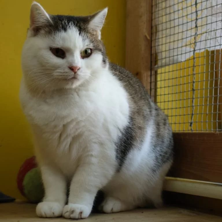Elly, female 5yo European Shorthair for adoption at Tierschutzverein Tauberbischofsheim und Umgebung e.V., Würzburg