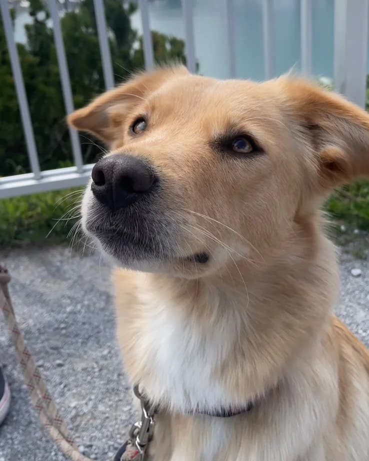 Emma, female 5yo Mixed Breed for adoption at Tierschutzverein Tauberbischofsheim und Umgebung e.V., Würzburg