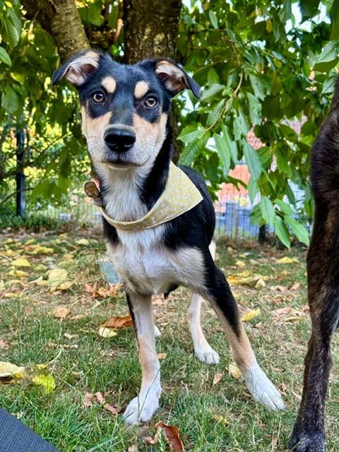 Hedda, female puppy Mixed Breed for adoption at Tierschutzverein Tauberbischofsheim und Umgebung e.V., Würzburg