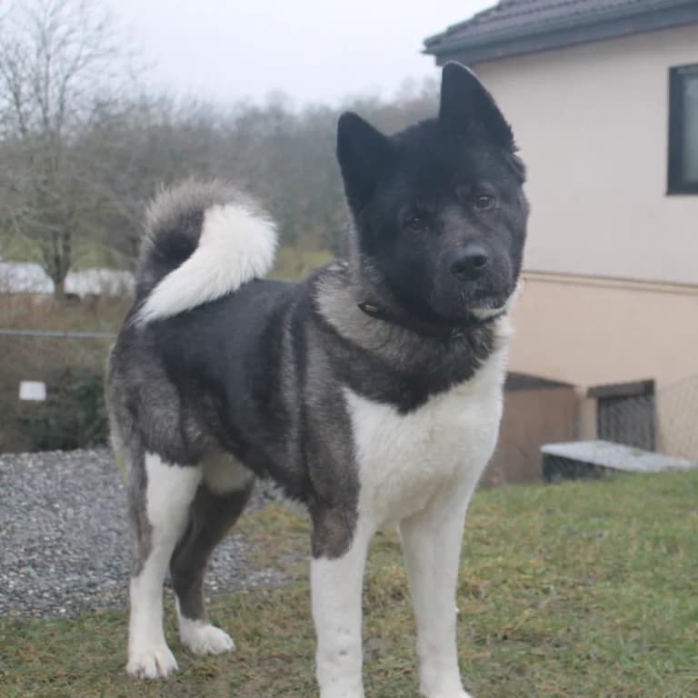 Ketty, female 4yo Akita for adoption at Tierschutzverein Tauberbischofsheim und Umgebung e.V., Würzburg