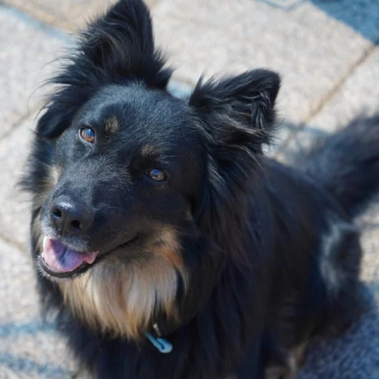 Kiki, female 6yo mixed breed for adoption at Tierschutzverein Tauberbischofsheim und Umgebung e.V., Würzburg